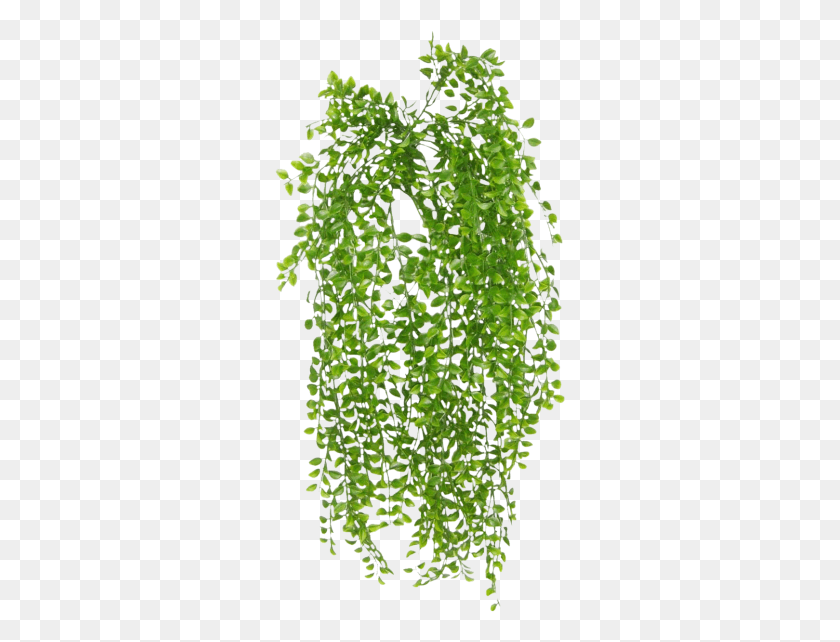 291x582 Share This Image Grass, Plant, Leaf, Moss HD PNG Download