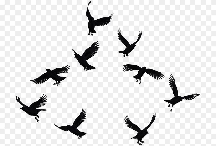 720x568 Share This Psp 9 Brushes, Animal, Bird, Flying, Silhouette Sticker PNG