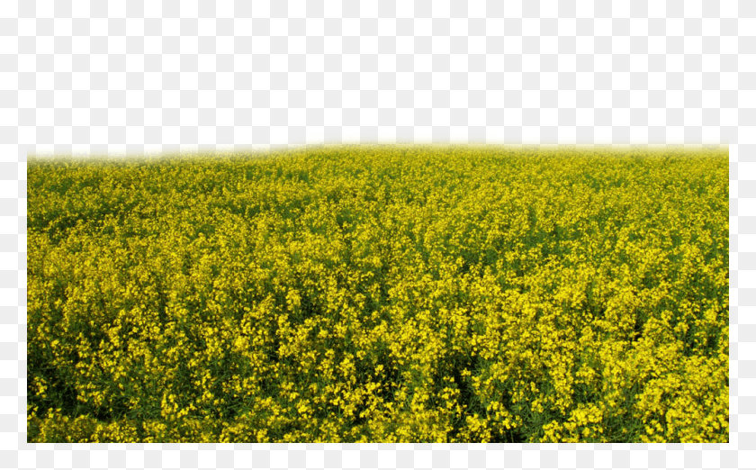 1000x593 Share This Image Transparent Yellow Flower Field, Grassland, Outdoors, Mustard HD PNG Download