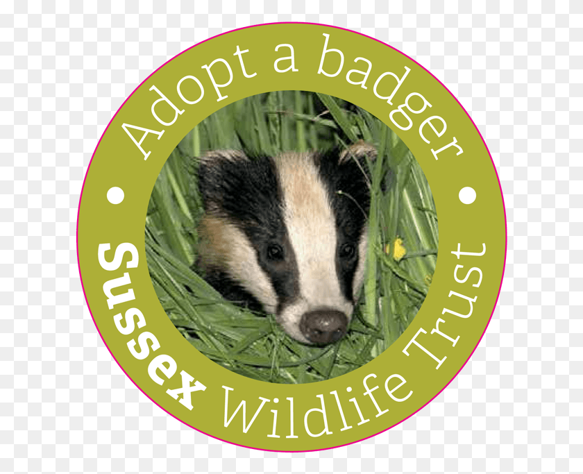 623x623 Share This Quark, Badger, Wildlife, Mammal HD PNG Download