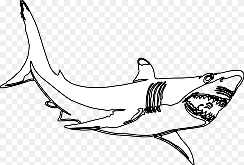 Shark Clipart, Animal, Fish, Sea Life, Face Transparent PNG