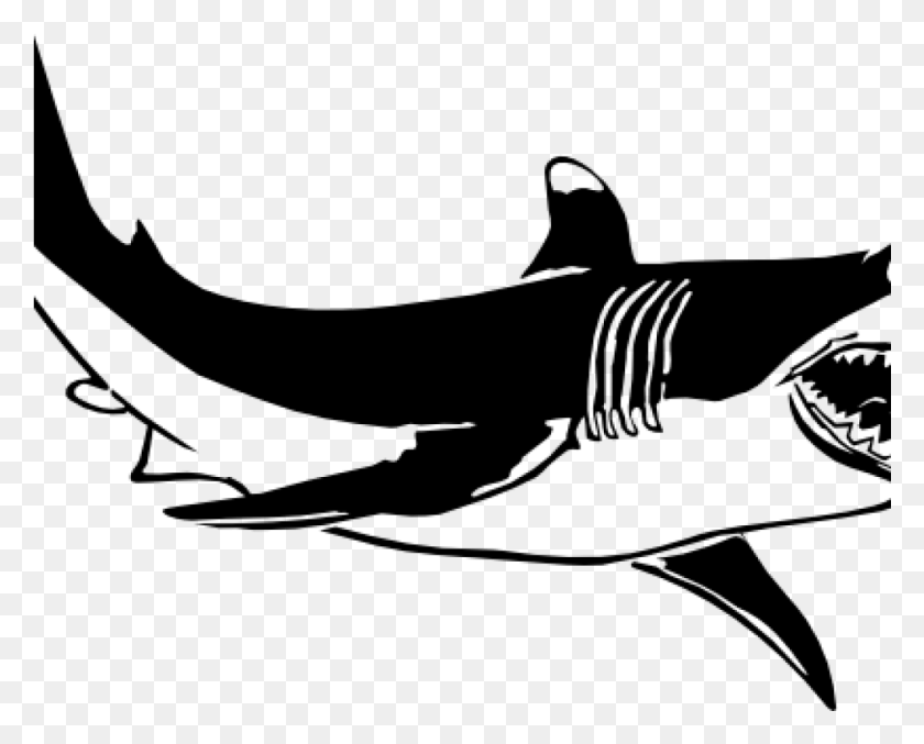 1025x811 Shark Clipart Black And White Shark Clipart Black And Great White Shark Black And White, Gray, World Of Warcraft HD PNG Download