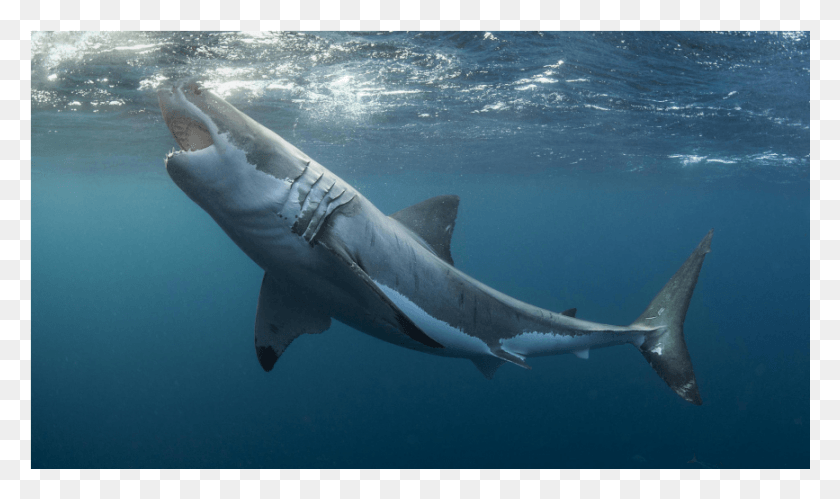 867x488 Акула Большая Белая Акула, Морская Жизнь, Рыба, Животное Hd Png Скачать