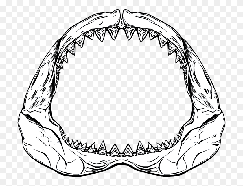 721x584 Shark Jaw Drawing, Label, Text HD PNG Download