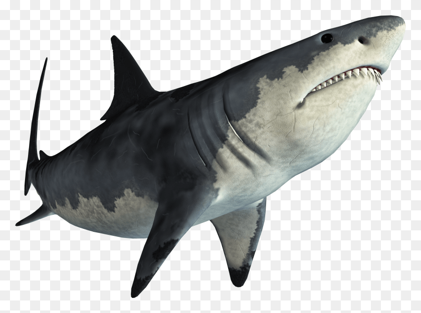 2263x1640 Акула Челюсти Тадзио Прозрачный Фон Акула, Морская Жизнь, Рыба, Животное Png Скачать