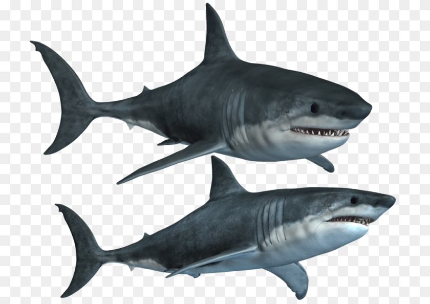 Shark Photos, Animal, Fish, Sea Life, Great White Shark Transparent PNG