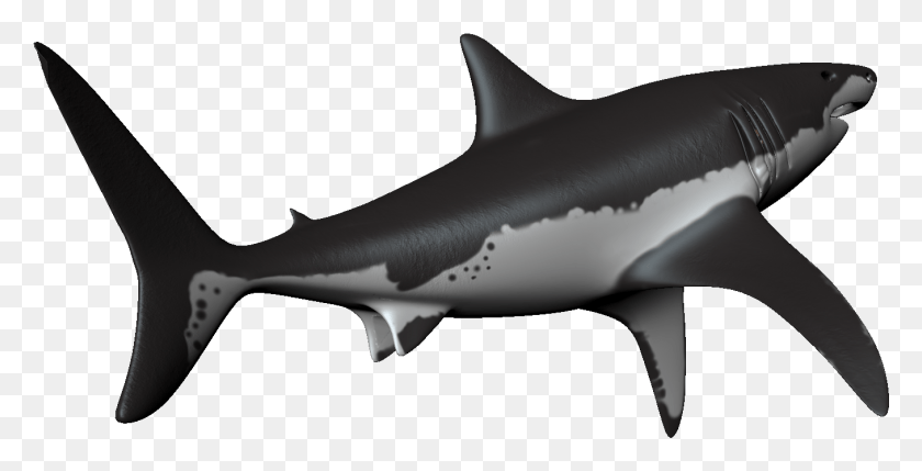 1357x642 Tiburón Réquiem Tiburón, Vida Marina, Peces, Animal Hd Png