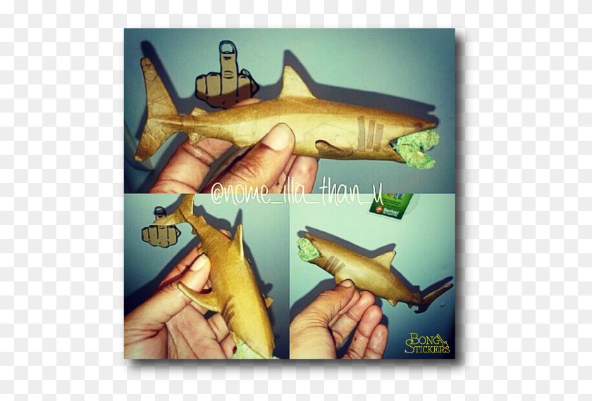 510x510 Shark Shaped Blunt With Weed In Jawas Tiger Shark, Person, Human, Fish HD PNG Download