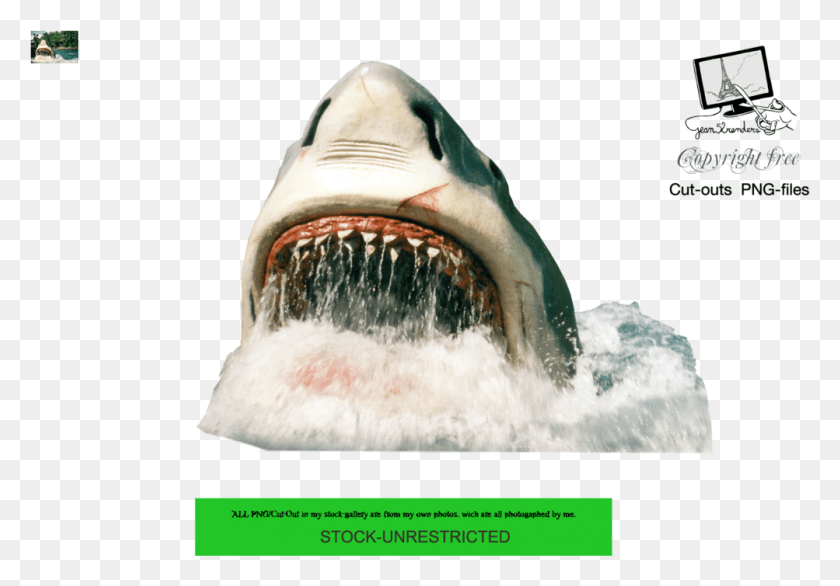 1003x677 Shark Shark, Fish, Animal, Bird HD PNG Download