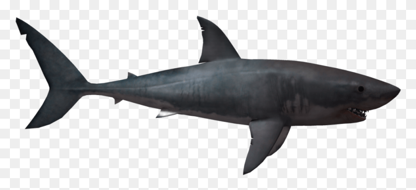 982x408 Акула Акула Акула С Прозрачным Фоном, Морская Жизнь, Рыба, Животное Png Скачать