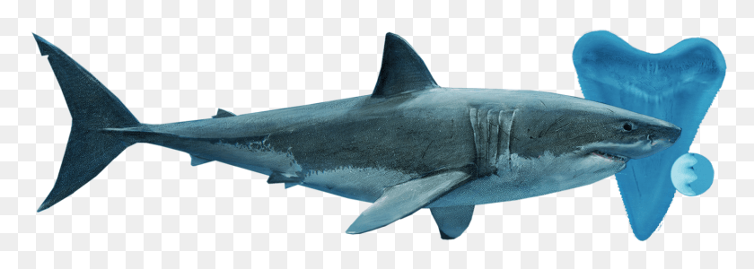 1468x452 Shark Species Family Tree Ocean Ecosystem Predator, Sea Life, Fish, Animal HD PNG Download
