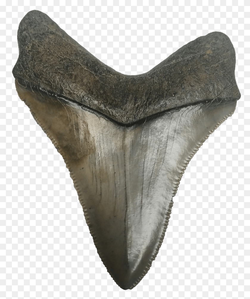 2085x2531 Shark Teeth Megalodon Tooth Clear Background HD PNG Download