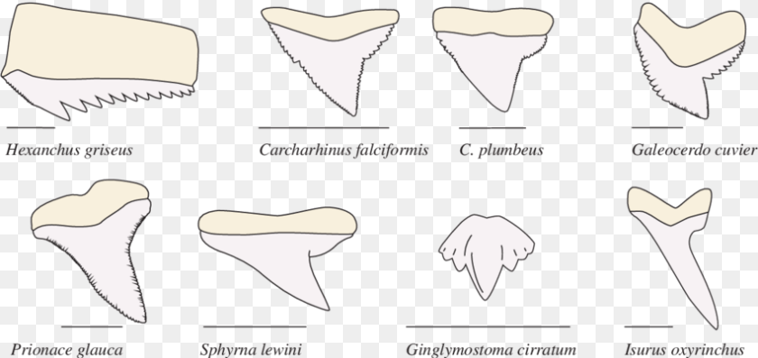 850x402 Shark Teeth Tipos De Dientes De Tiburon, Animal, Fish, Sea Life Clipart PNG