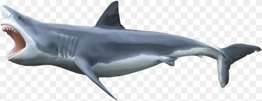 Shark Transparent Background, Animal, Sea Life, Fish, Great White Shark Sticker PNG