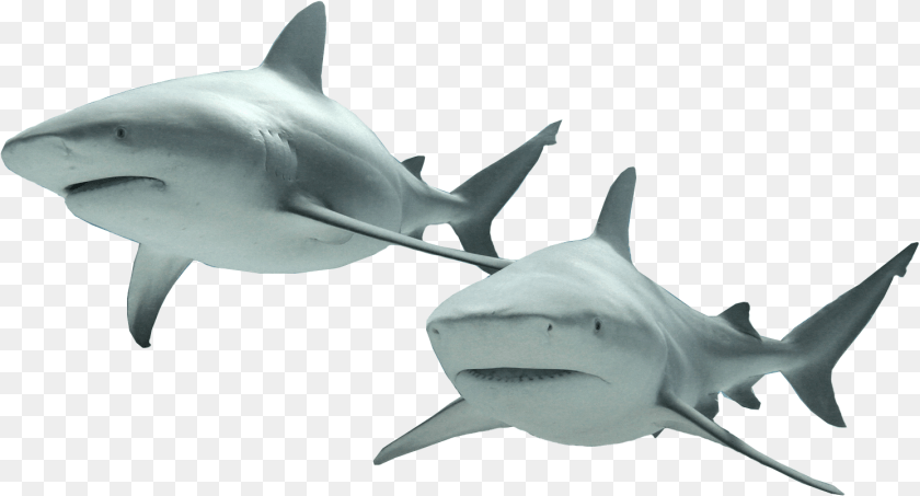 1492x805 Sharks, Animal, Sea Life, Fish, Shark Clipart PNG