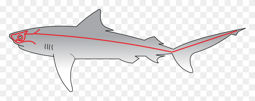 1280x452 Боковая Линия Акулы Боковая Линия Акулы-Молота, Транспортное Средство, Транспорт, Морская Жизнь Png Скачать