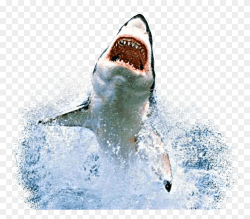 995x860 Sharks Sticker Shark Jumping Out Of Water, Sea Life, Fish, Animal HD PNG Download