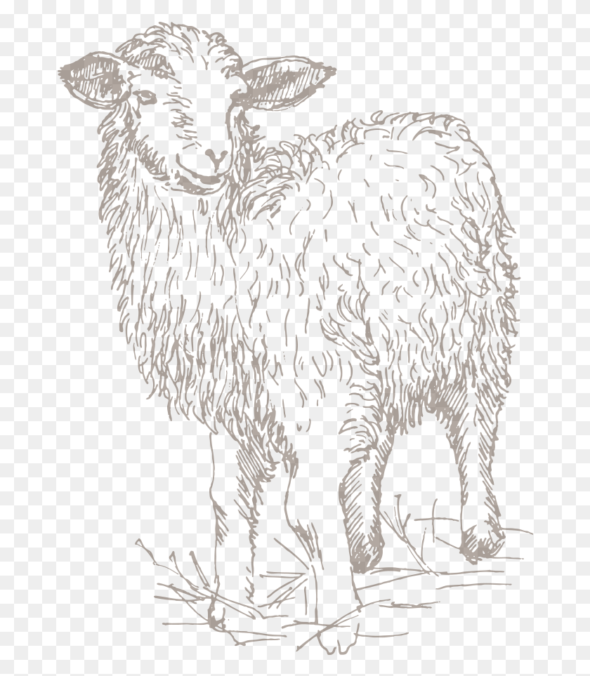 678x903 Овца, Животное, Млекопитающее, Свинья Hd Png Скачать