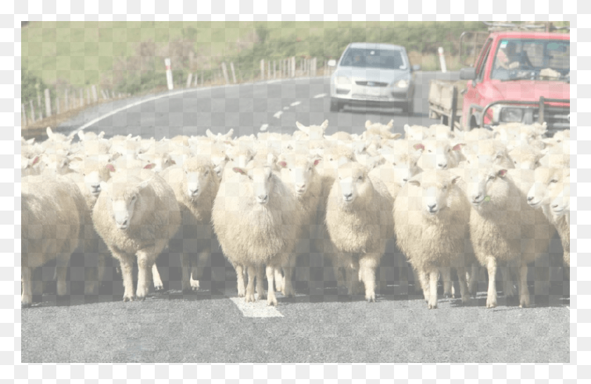 800x500 Овца, Млекопитающее, Животное, Стадо Hd Png Скачать