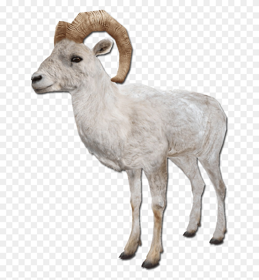 642x848 Sheep, Goat, Mammal, Animal HD PNG Download