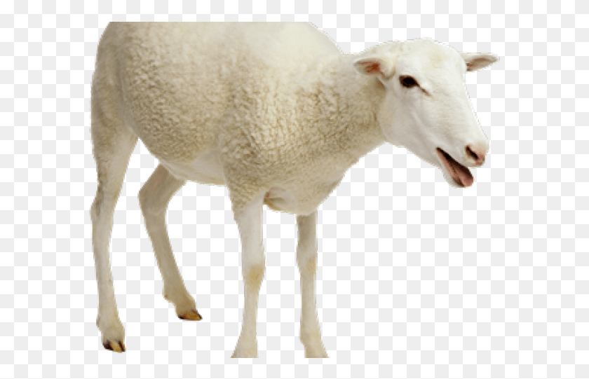 587x481 Sheep, Mammal, Animal HD PNG Download