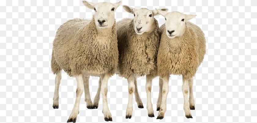 512x402 Sheep, Animal, Livestock, Mammal Transparent PNG