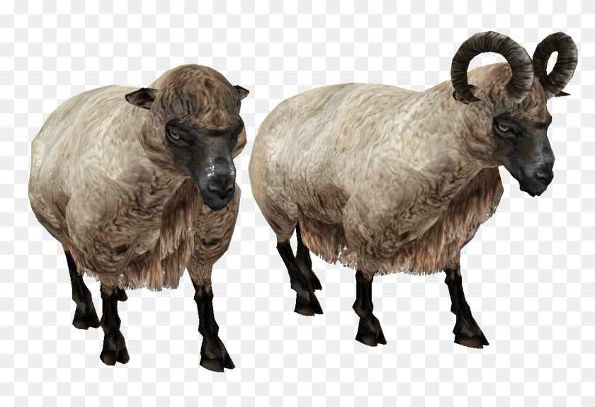 1162x795 Sheep, Animal, Livestock, Mammal Sticker PNG