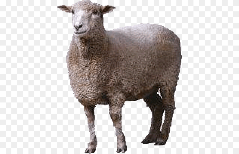 440x541 Sheep Download Animals, Animal, Livestock, Mammal PNG