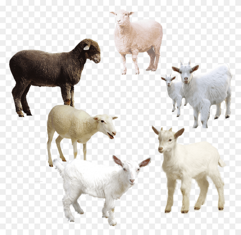 972x948 Png Овца Овца Коза, Коза, Млекопитающее, Животное Png Скачать