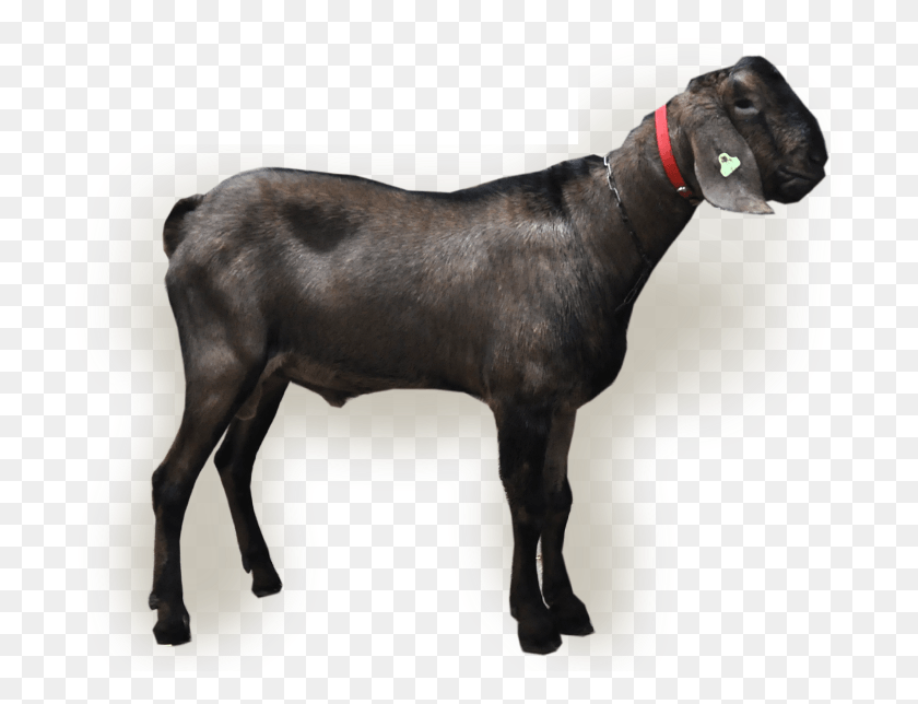 713x584 Sheep Goat, Dog, Pet, Canine HD PNG Download