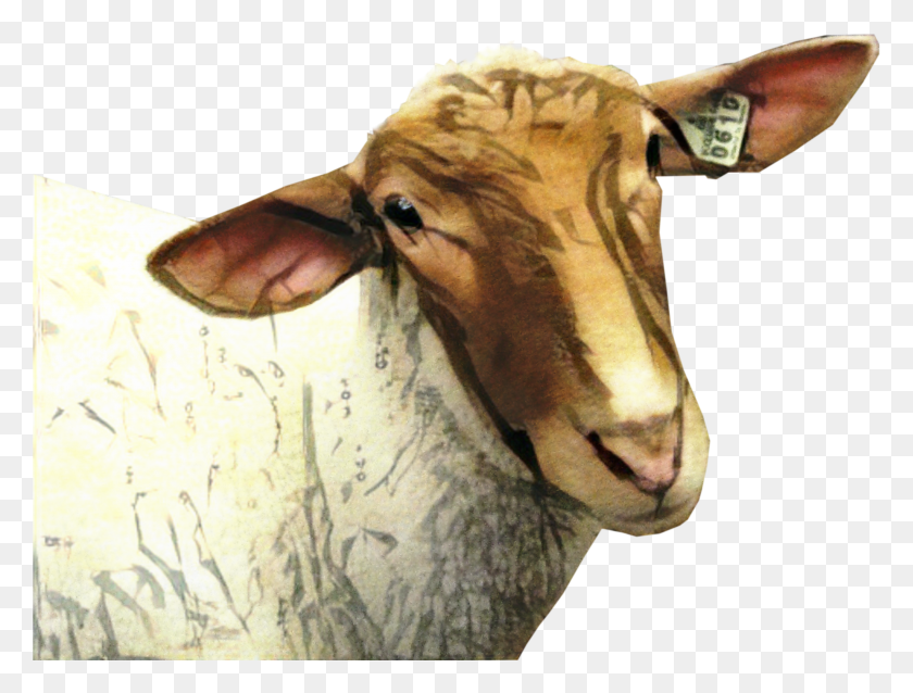 2754x2041 Sheep Goat Computer Icons Goats Image With Transparent Portable Network Graphics HD PNG Download