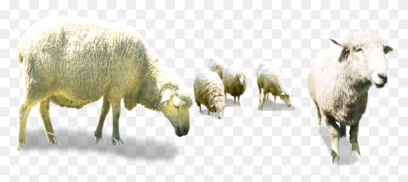 2152x869 Овца Коза Стадо Овец, Млекопитающее, Животное, Растение Hd Png Скачать