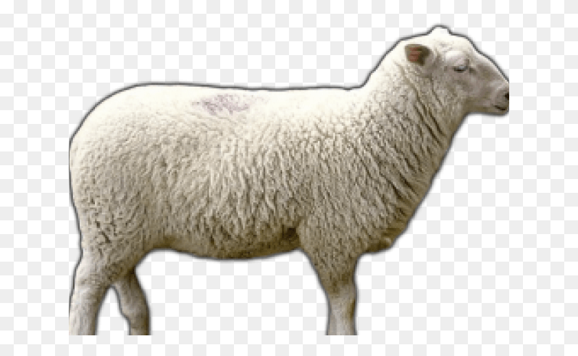 641x457 Овца С Прозрачным Фоном, Млекопитающее, Животное, Свитер Hd Png Скачать