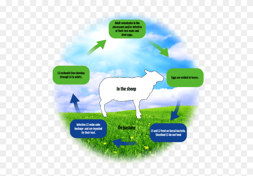 525x525 Sheep Worm Cycle Life Cycle Of Dairy Cow, Disk, Dvd, Nature HD PNG Download