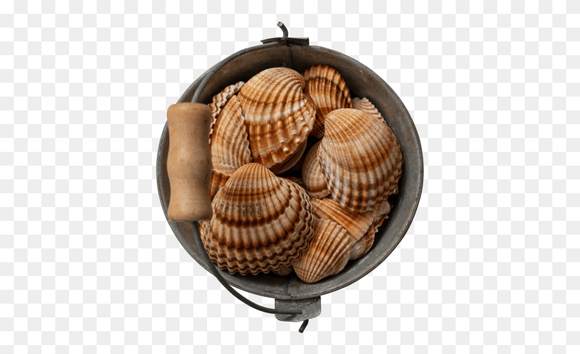 389x453 Shell Bucket Scallop, Sea Life, Animal, Clam HD PNG Download