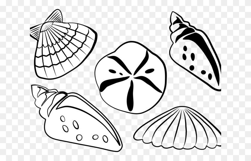 640x480 Shell Clipart Bivalve Shells Clipart Black And White, Plant, Giant Panda, Bear HD PNG Download