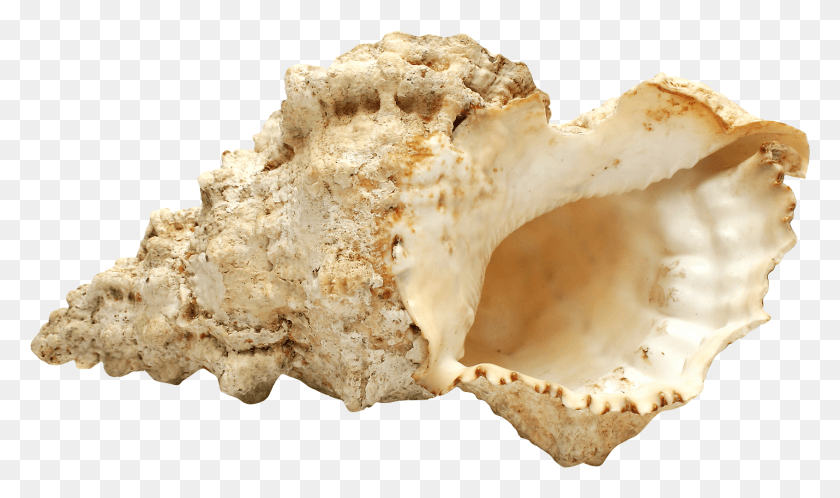 1690x950 Shell Free Image Sea Shell Images, Fungus, Food, Plant HD PNG Download
