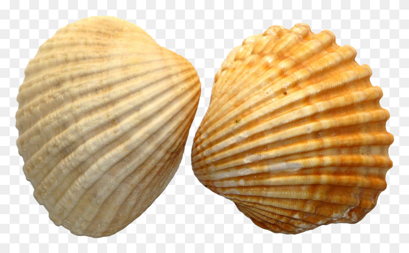 1970x1163 Shell Image File Sea Shell, Clam, Seashell, Invertebrate HD PNG Download