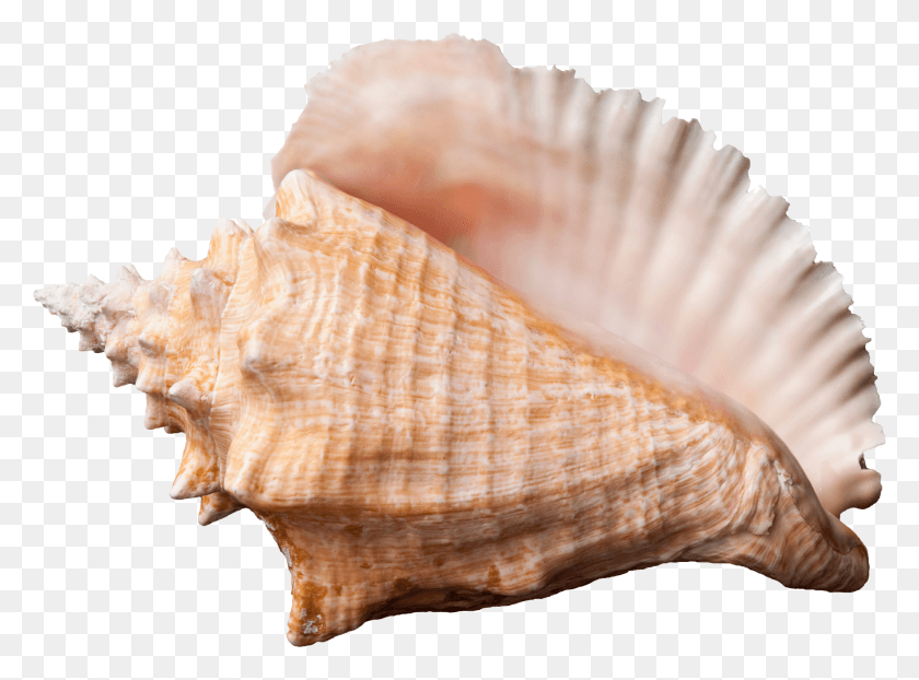 2139x1542 Shell Lord Of The Flies, Conch, Seashell, Invertebrate HD PNG Download