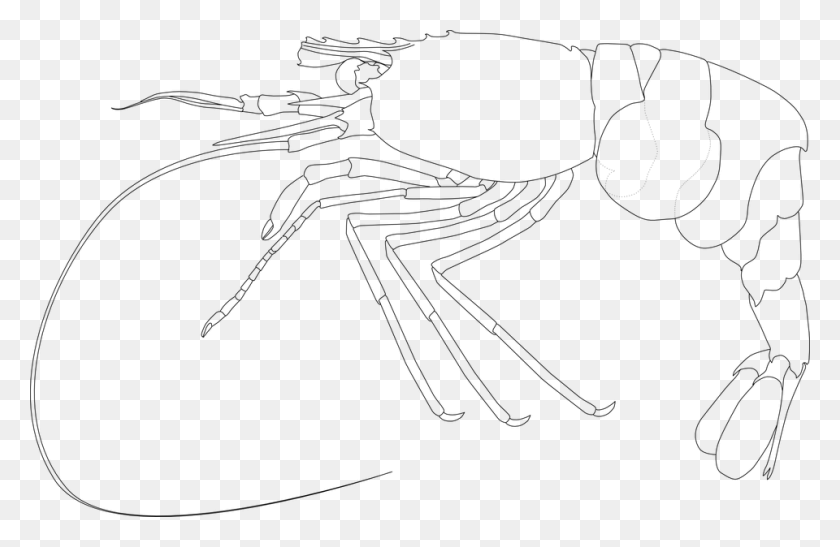 960x600 Shellfish Crayfish Spiny Lobster Crawfish Seafood Sketch, Gray, World Of Warcraft HD PNG Download