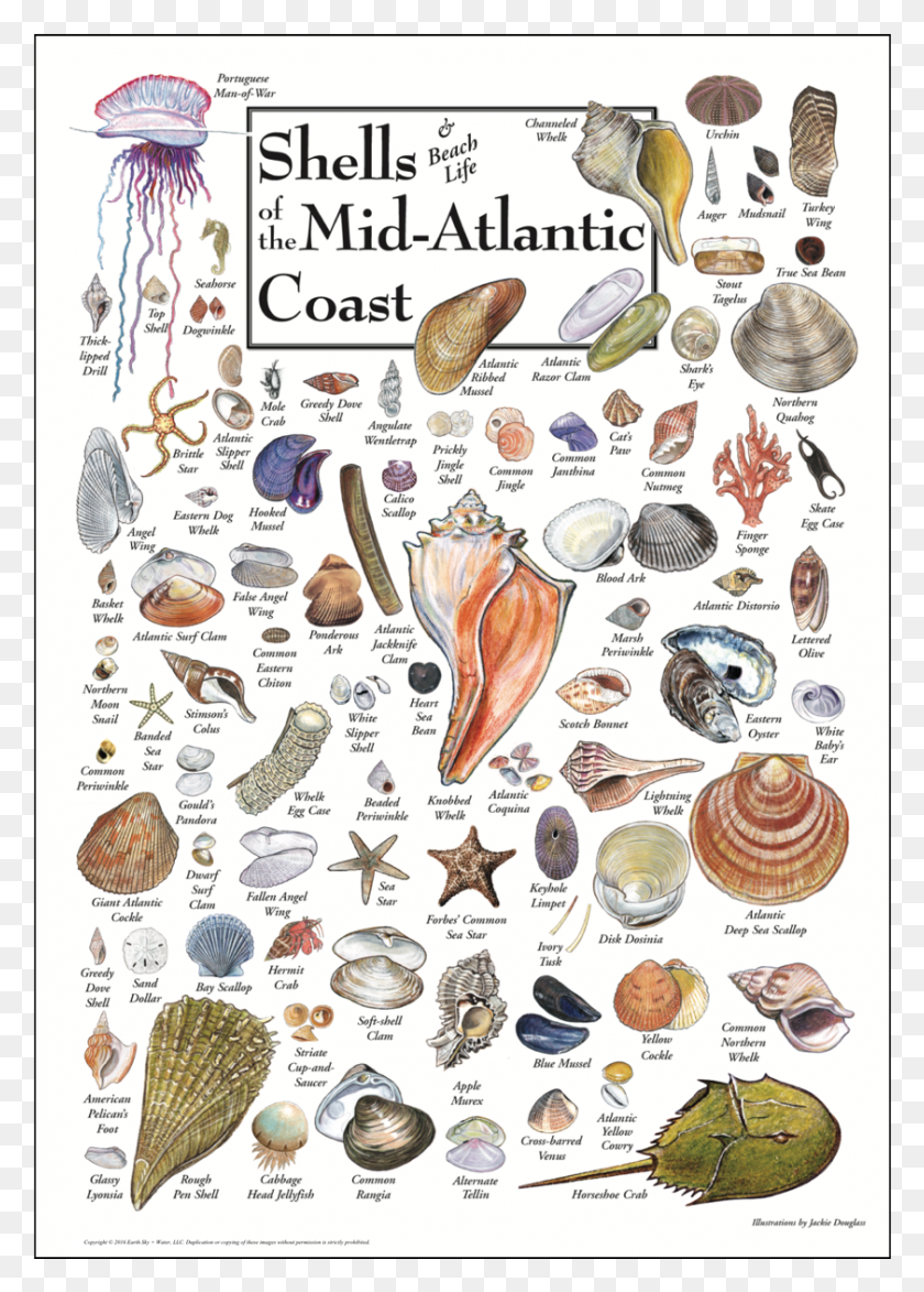 841x1201 Shells Of The Mid Atlantic Coast Poster Shells Of Atlantic Coast, Lobster, Seafood, Sea Life HD PNG Download