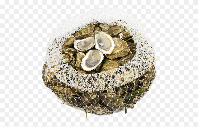 490x482 Shemogue Oysters Web Tiostrea Chilensis, Sea Life, Animal, Seashell HD PNG Download