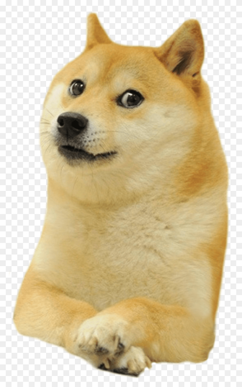 2524x4136 Shiba Deal Inu Doge It Dogecoin Warcraft Clipart Doge Meme Transparent, Dog, Pet, Canine HD PNG Download