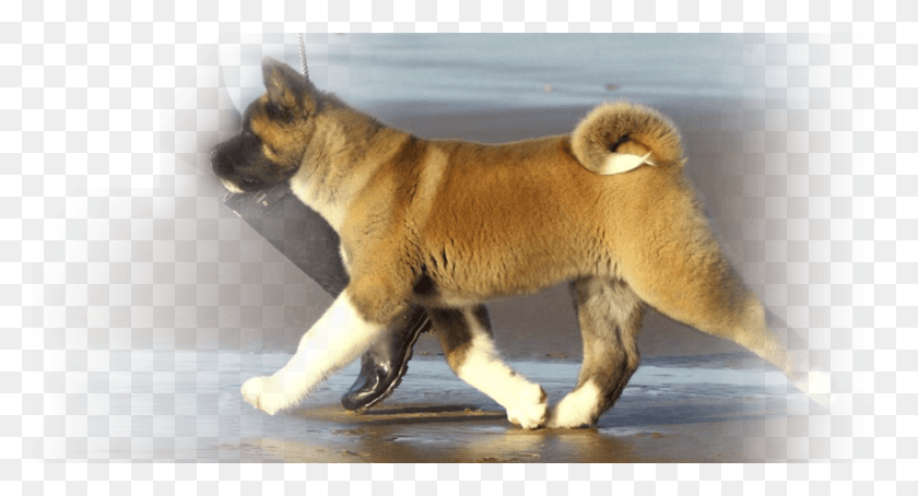 857x433 Shiba Inu, Dog, Pet, Canine HD PNG Download