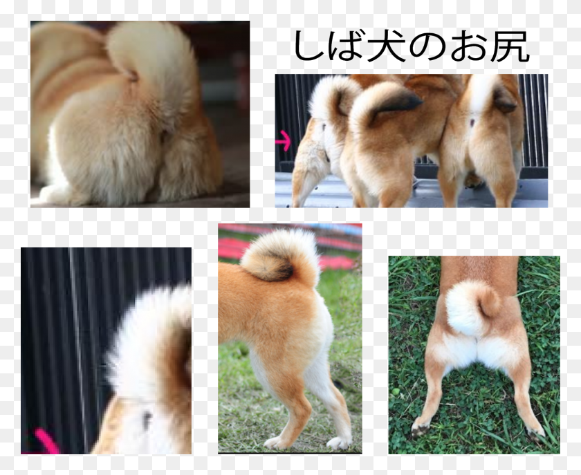 1600x1287 Shiba Inu Razas De Perros Antiguos, Mascota, Canino, Animal Hd Png