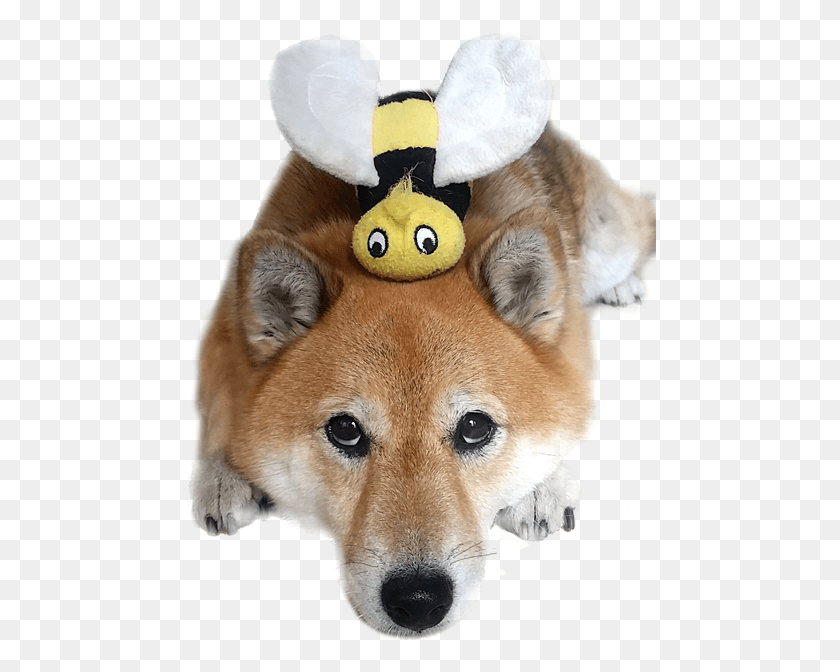 472x612 Shiba Inu Dog With Bee Shiba Inu Bee, Pet, Canine, Animal HD PNG Download