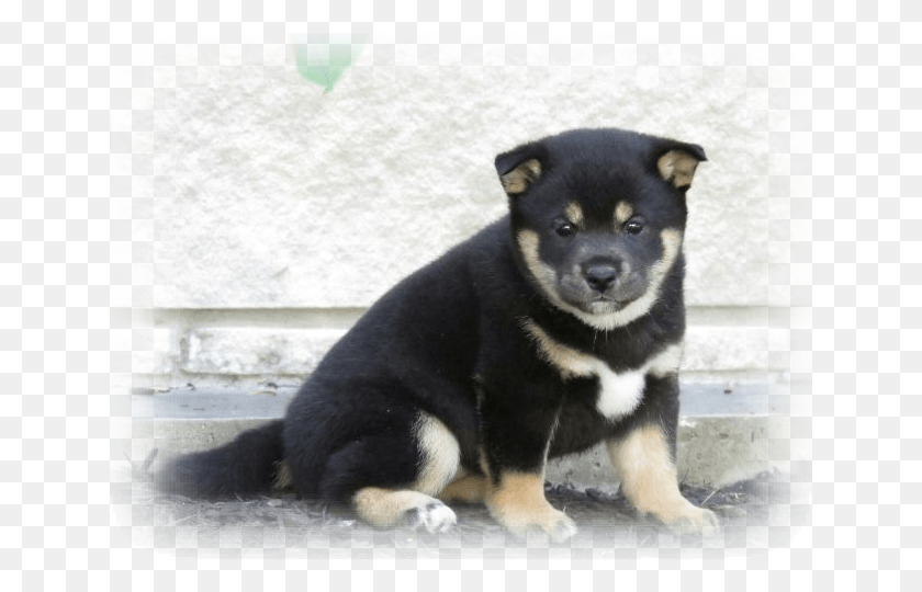 640x480 Shiba Inu Puppies Sometimes Change Color As Their Adult Companion Dog, Canine, Mammal, Animal HD PNG Download