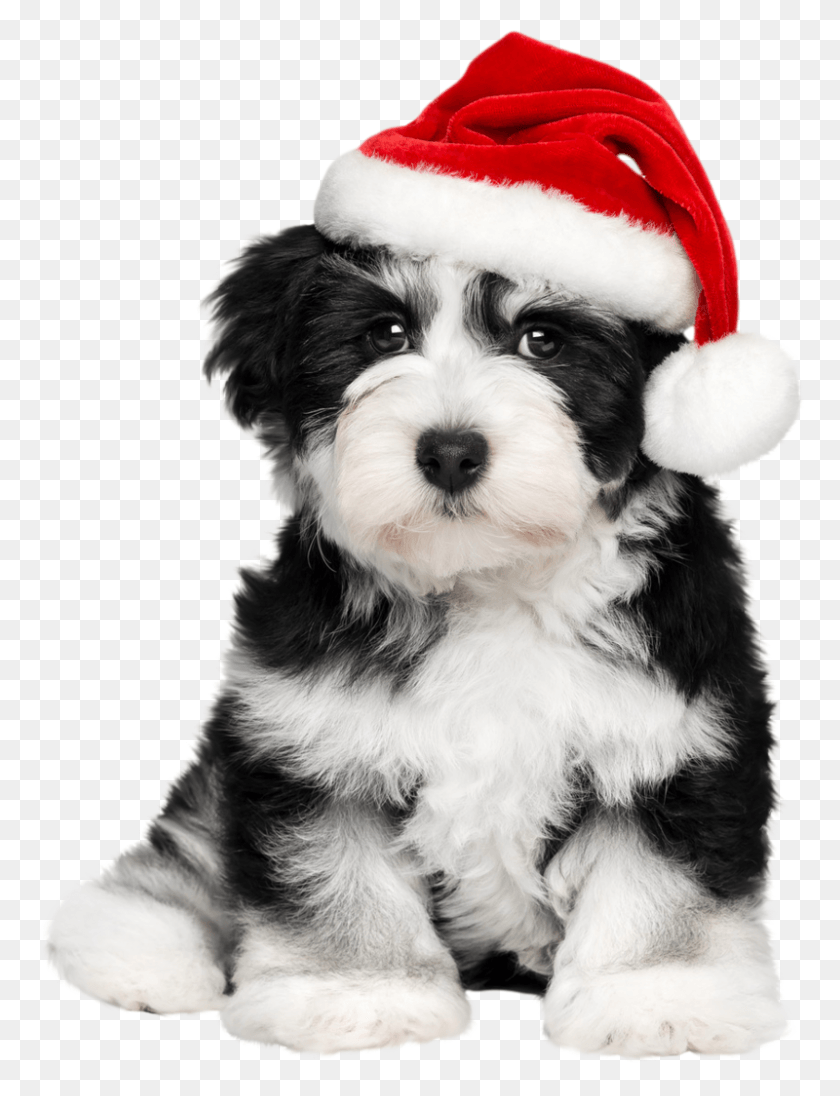 800x1063 Shih Tzu Clipart Havanese Cute Dogs Christmas Background, Dog, Pet, Canine HD PNG Download