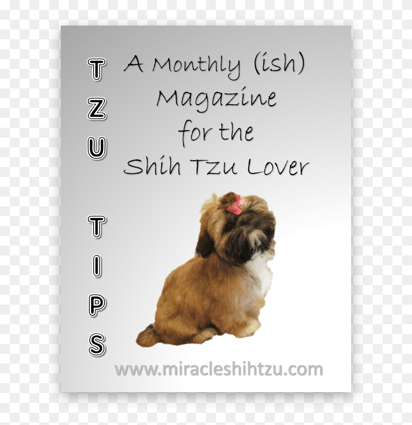 651x805 Shih Tzu Magazine Shih Tzu, Dog, Pet, Canine HD PNG Download