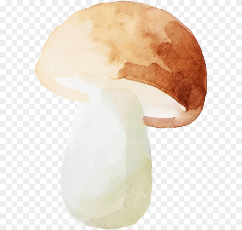 Shiitake, Person, Fungus, Mushroom, Plant Transparent PNG